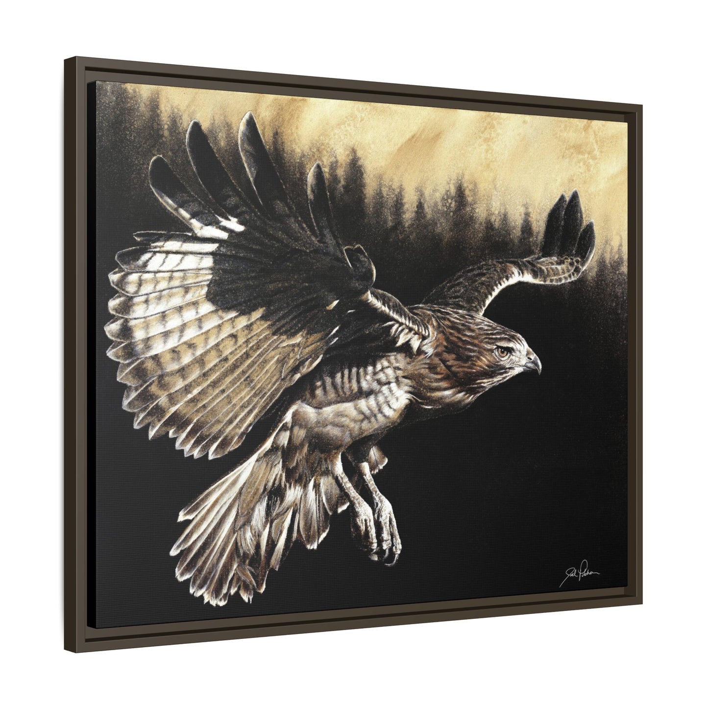 "Red Tailed Hawk" Framed Canvas