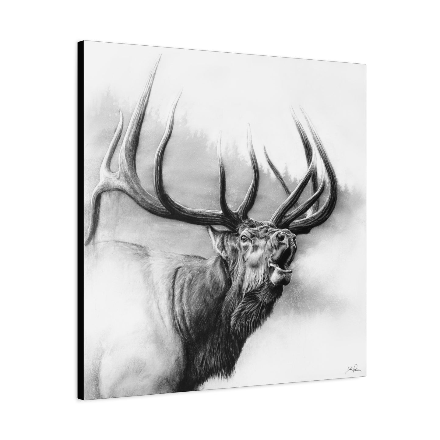 "Rocky Mountain King" Stretched Canvas