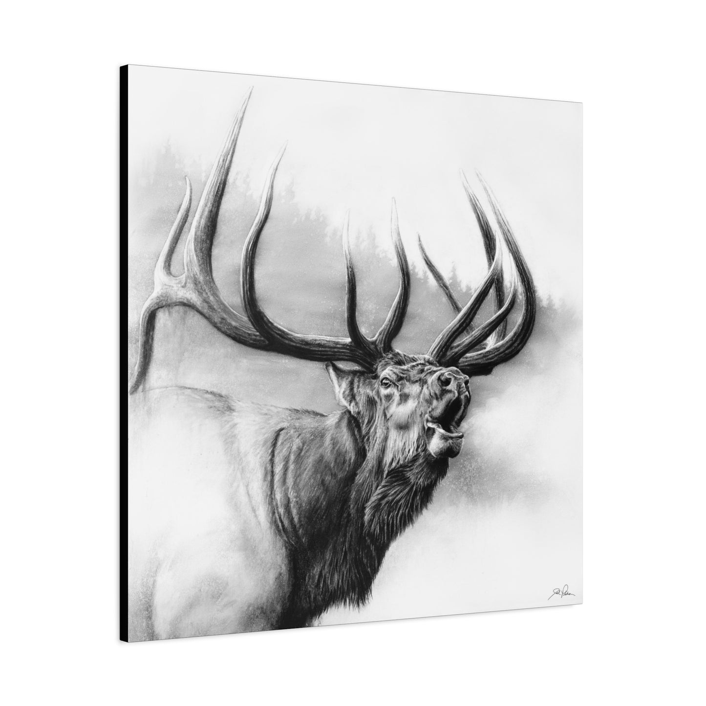 "Rocky Mountain King" Stretched Canvas