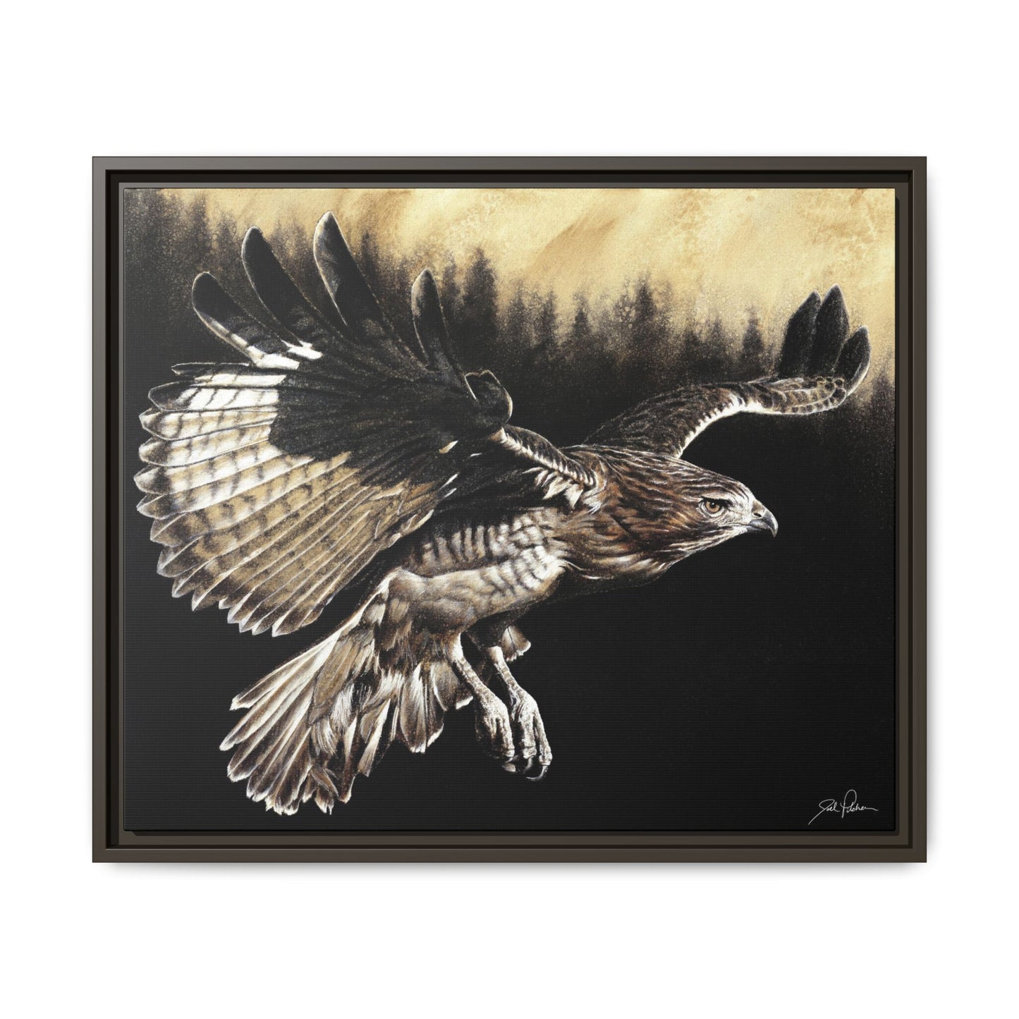 "Red Tailed Hawk" Framed Canvas