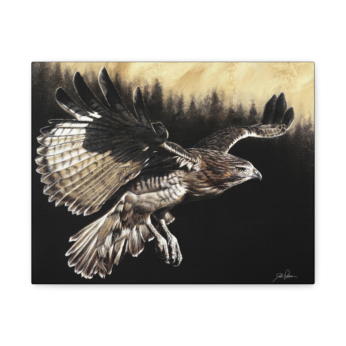 "Red Tailed Hawk" Stretched Canvas