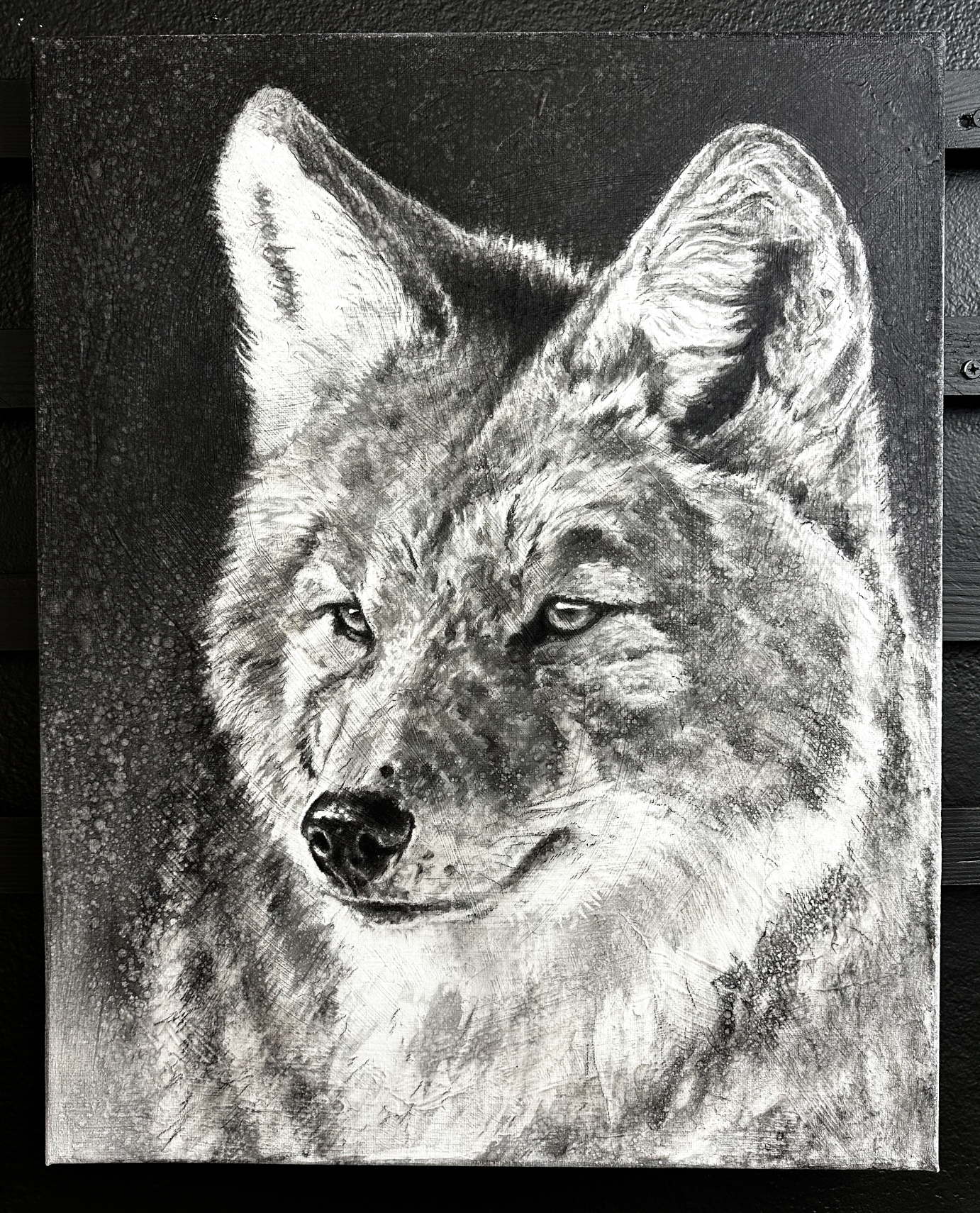 Coyote II Original