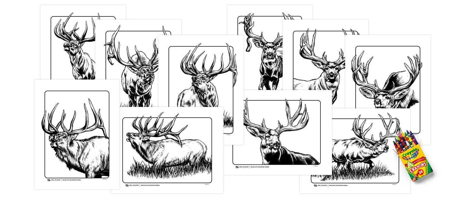 Wildlife Coloring Pages