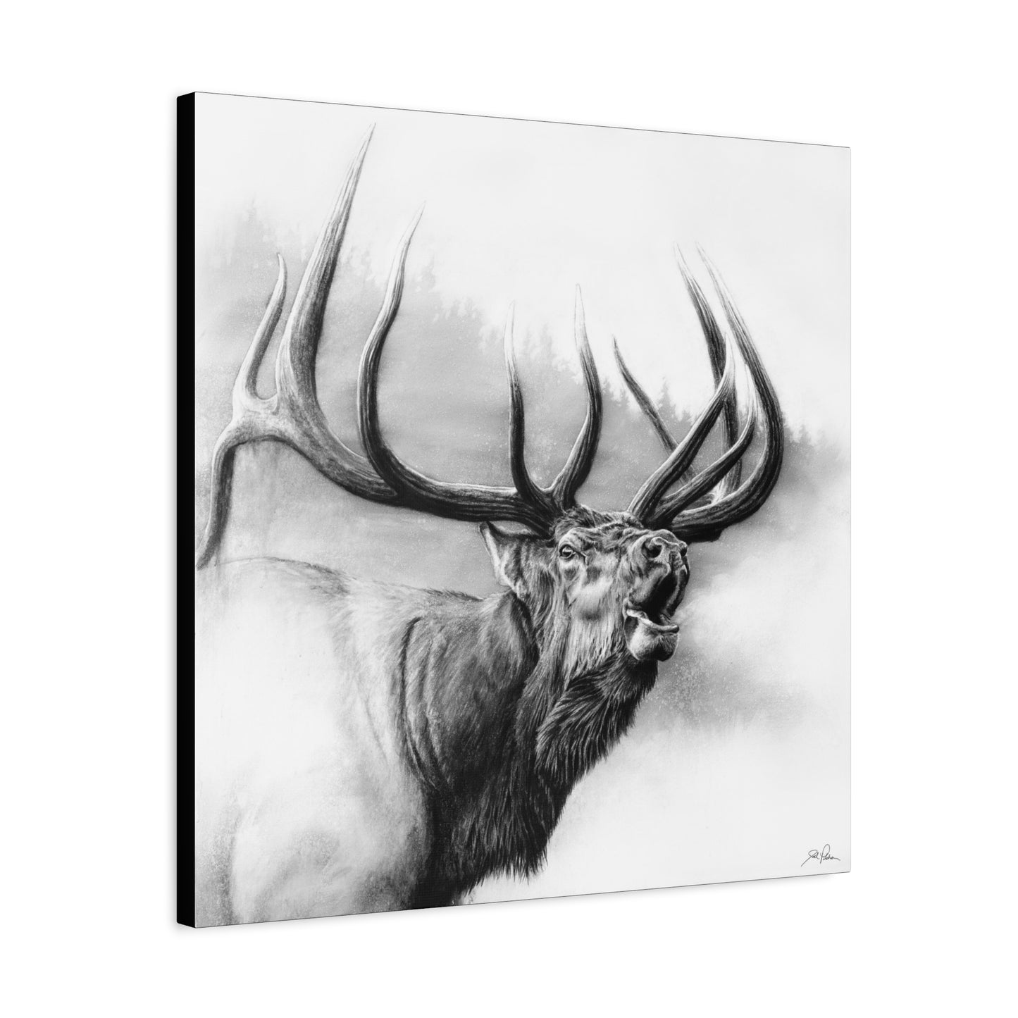 "Rocky Mountain King" Stretched Canvas
