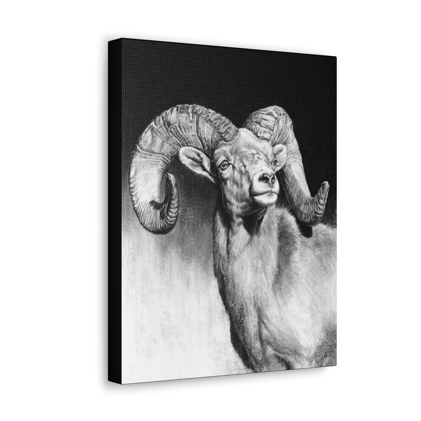 "Bighorn" Gallery Wrapped Canvas