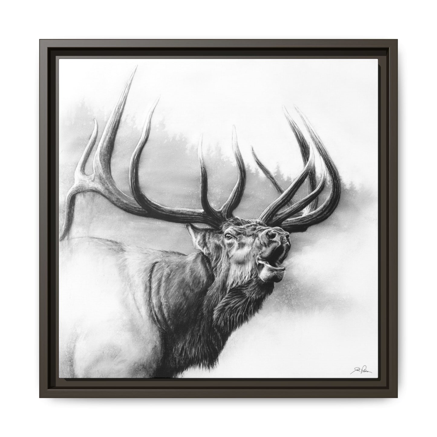 "Rocky Mountain King" Framed Canvas