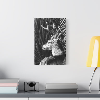 "Coues Buck" Stretched Canvas