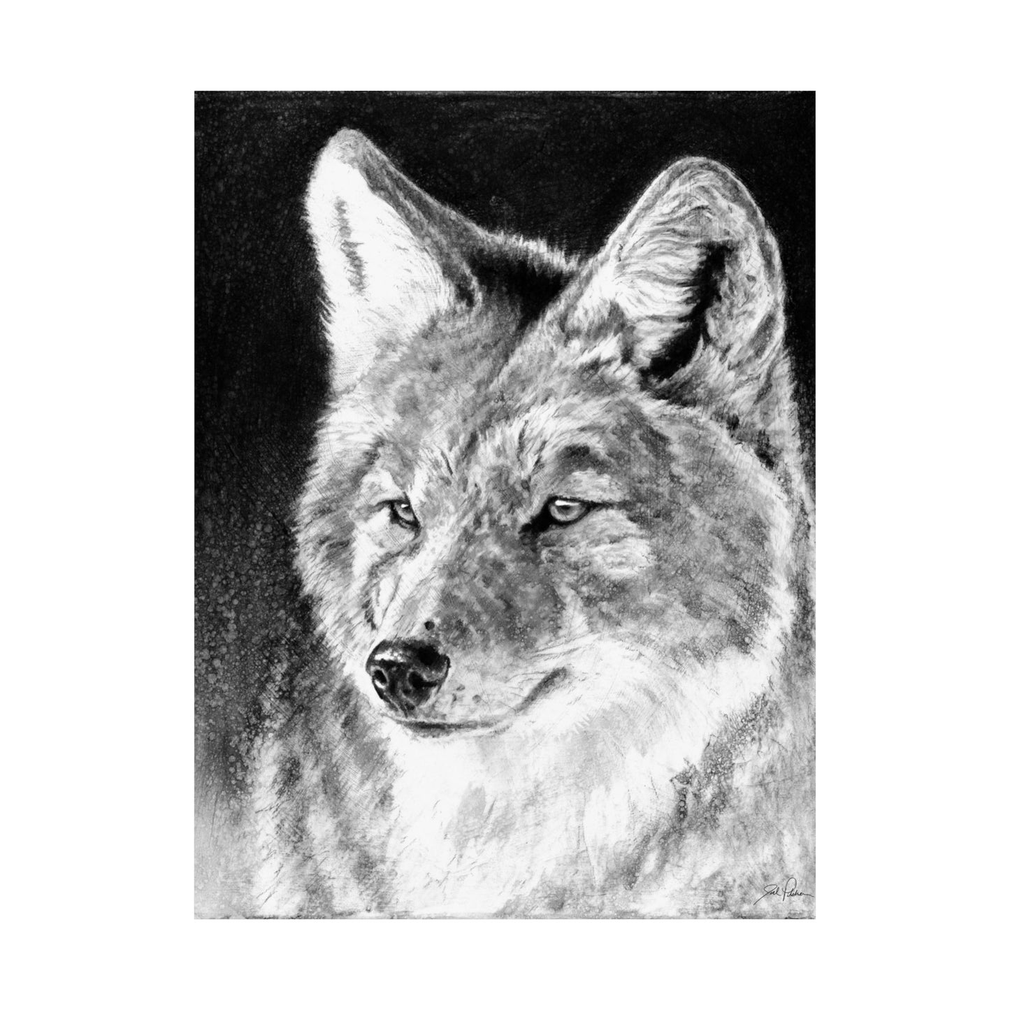 "Coyote II" Premium Matte Paper Print.