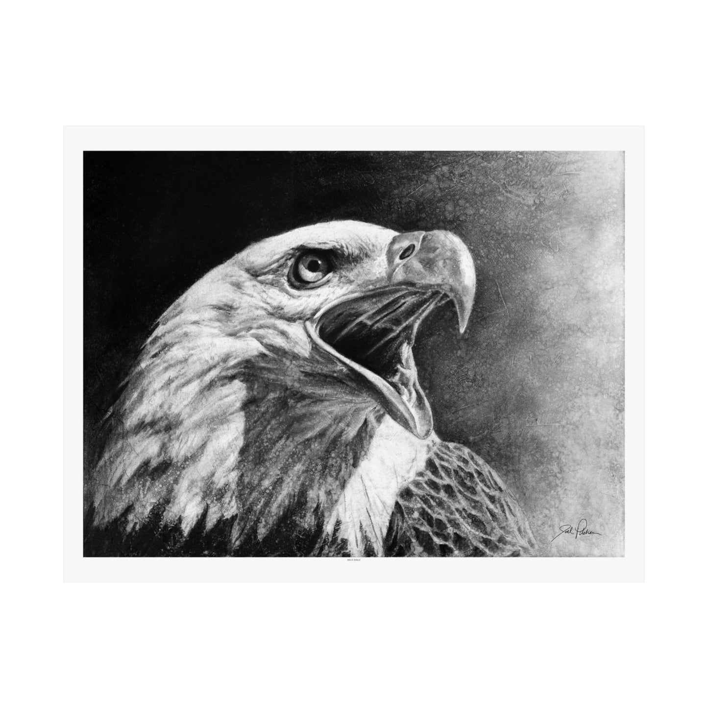 "Bald Eagle" Premium Matte Paper Print