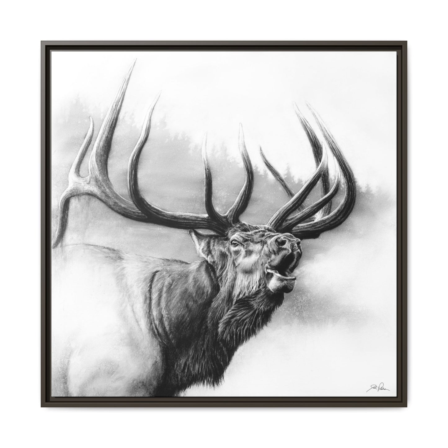 "Rocky Mountain King" Framed Canvas