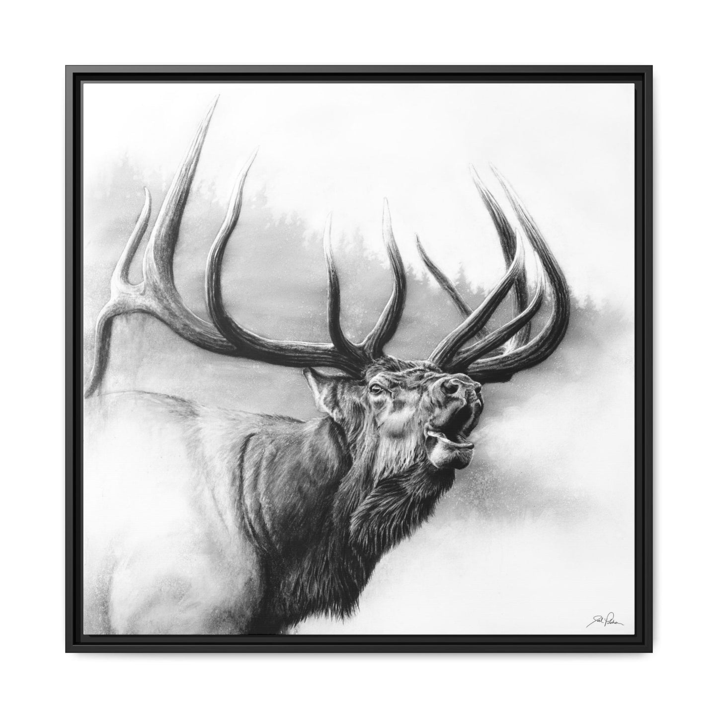 "Rocky Mountain King" Framed Canvas