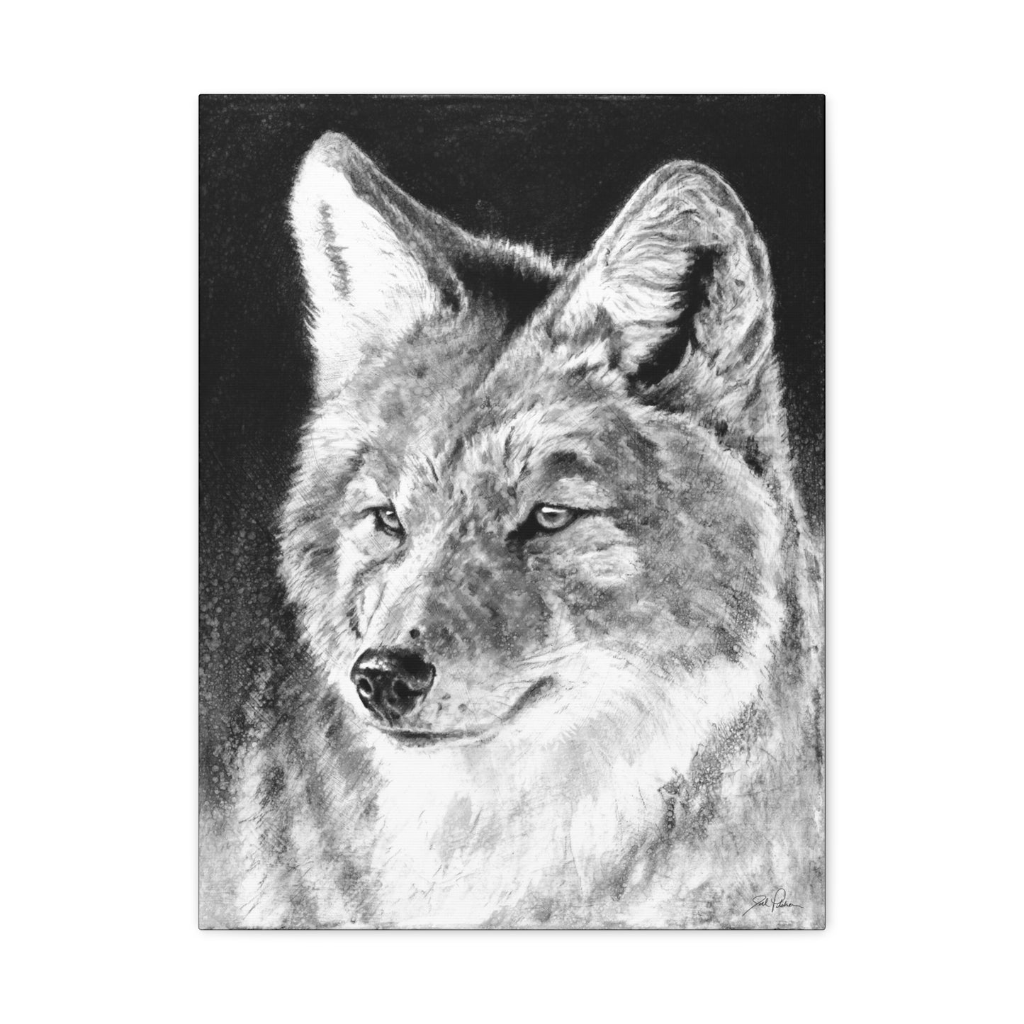 "Coyote II" Stretched Canvas