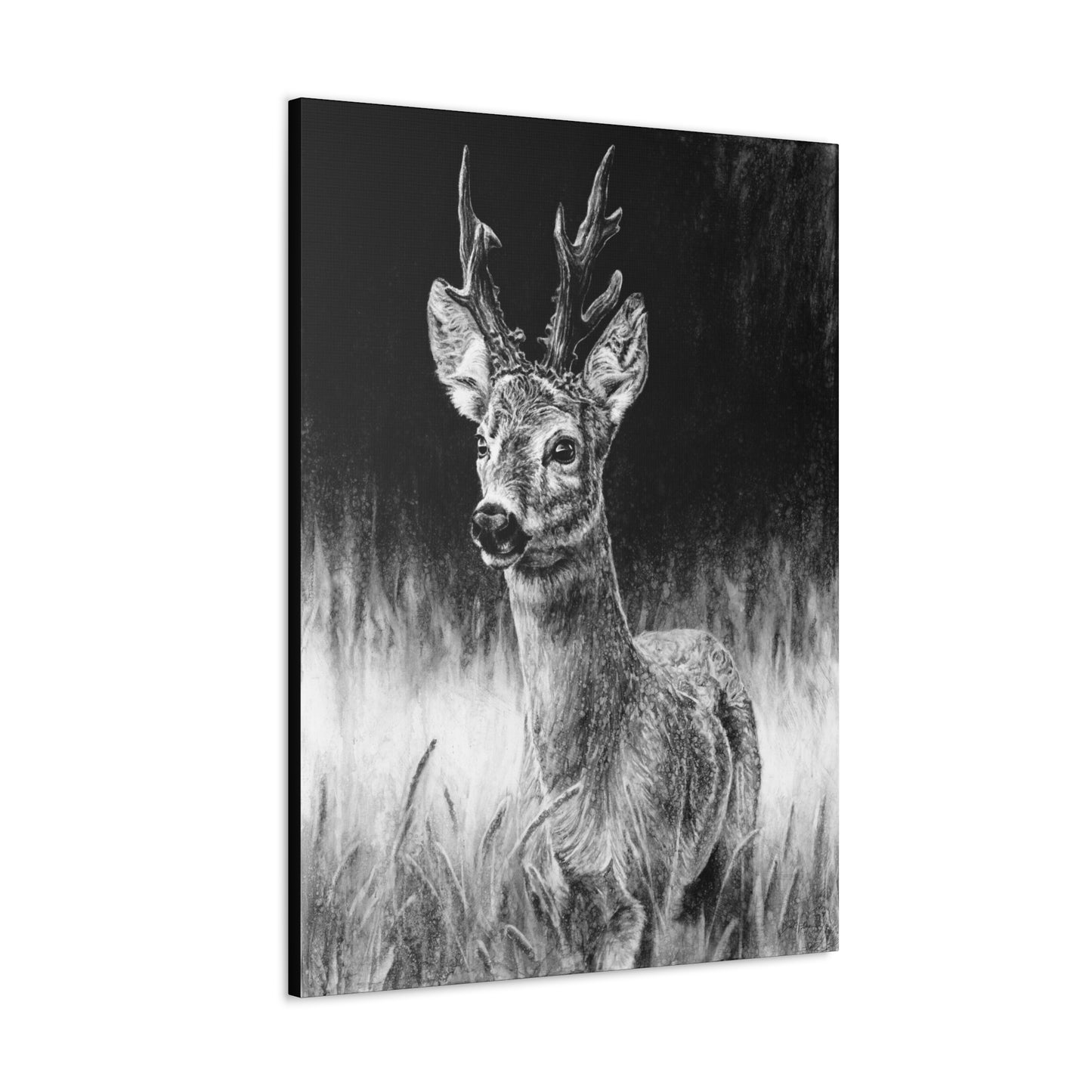 "Roe Deer" Gallery Wrapped Canvas