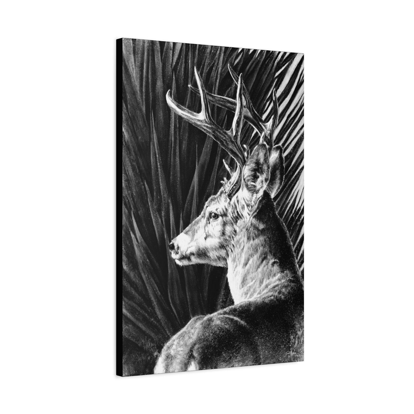 "Coues Buck" Stretched Canvas