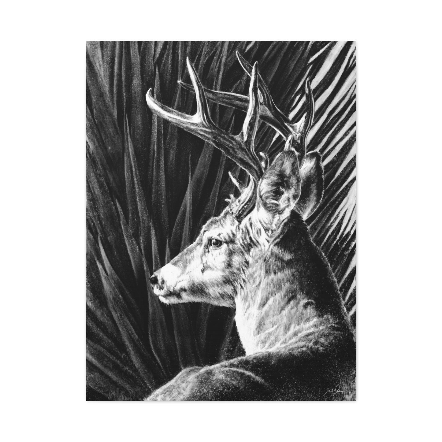 "Coues Buck" Stretched Canvas