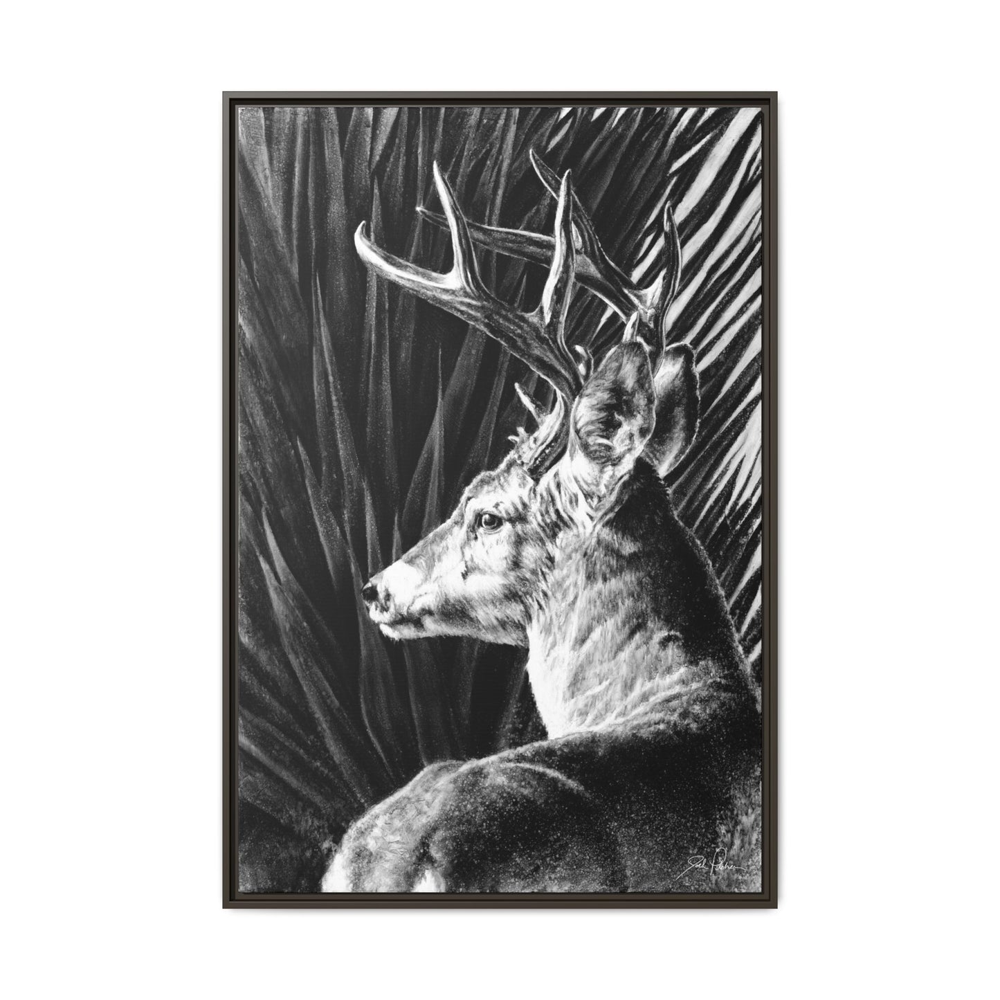 "Coues Buck" Framed Canvas