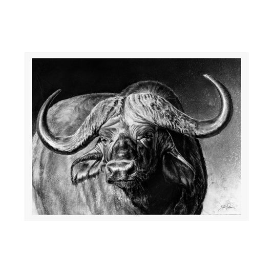 "Cape Buffalo" Premium Matte Paper Print