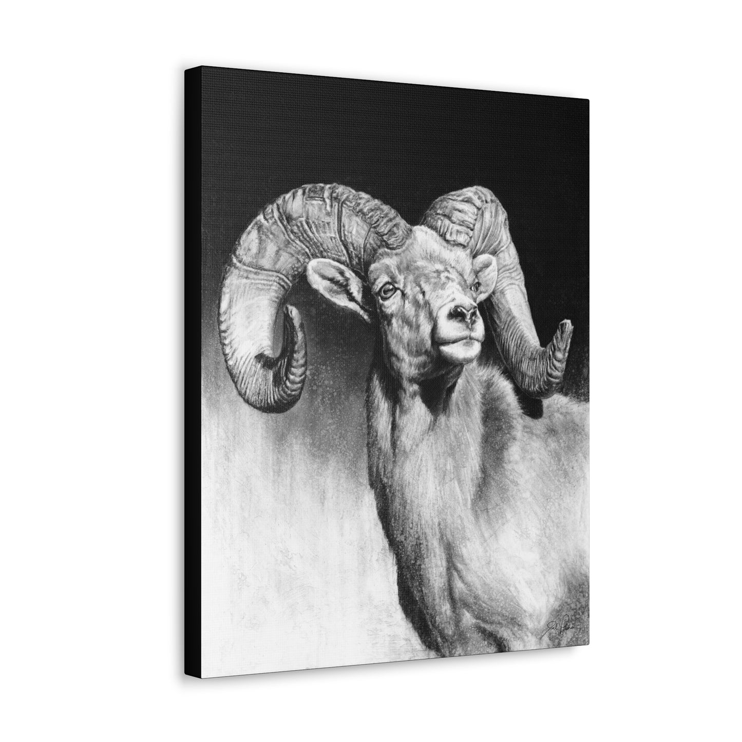 "Bighorn" Gallery Wrapped Canvas