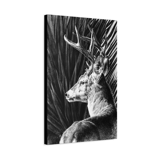 "Coues Buck" Stretched Canvas