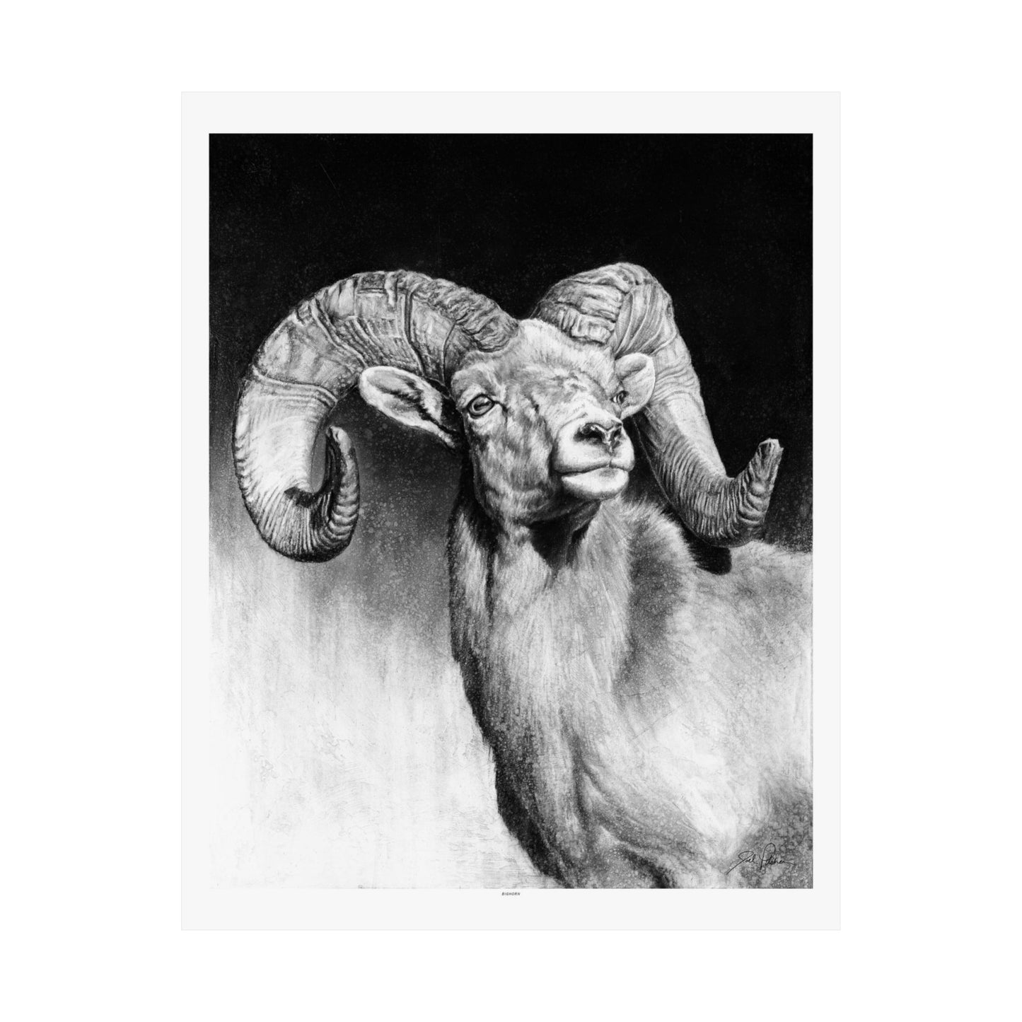 "Bighorn" Premium Matte Paper Print.