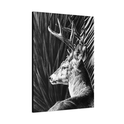 "Coues Buck" Stretched Canvas