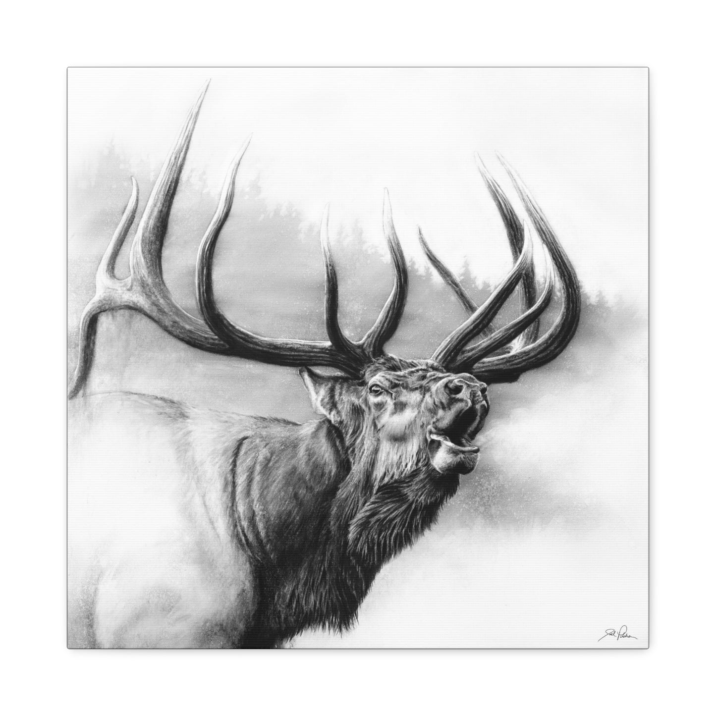 "Rocky Mountain King" Stretched Canvas