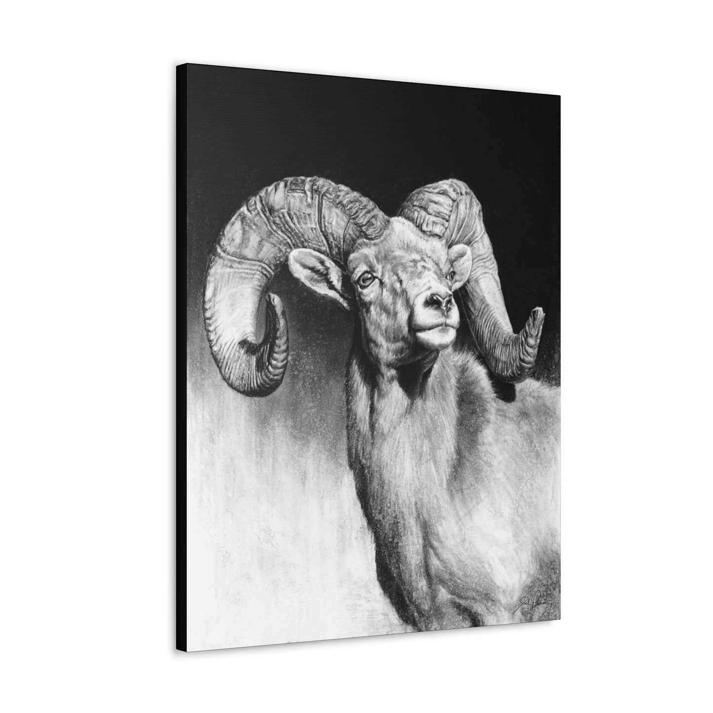 "Bighorn" Gallery Wrapped Canvas