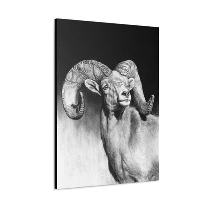 "Bighorn" Gallery Wrapped Canvas