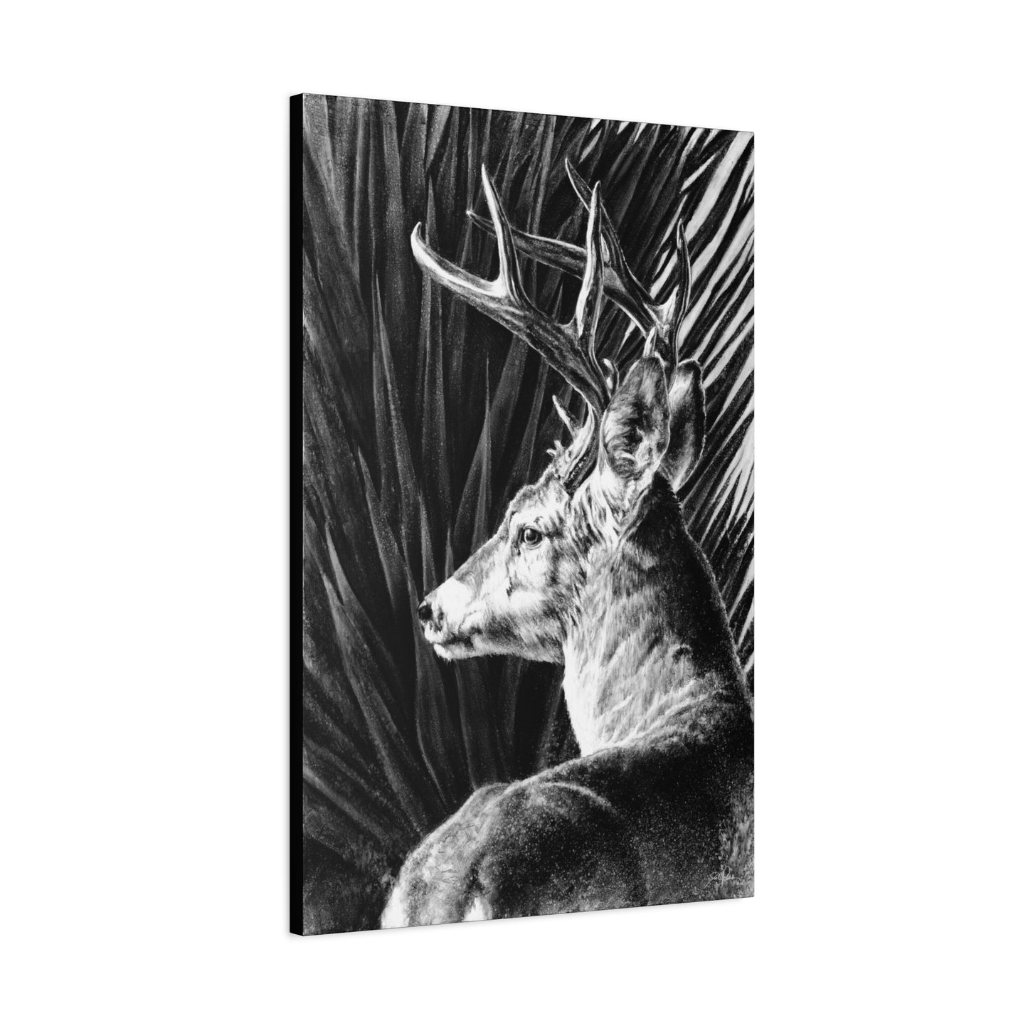 "Coues Buck" Stretched Canvas