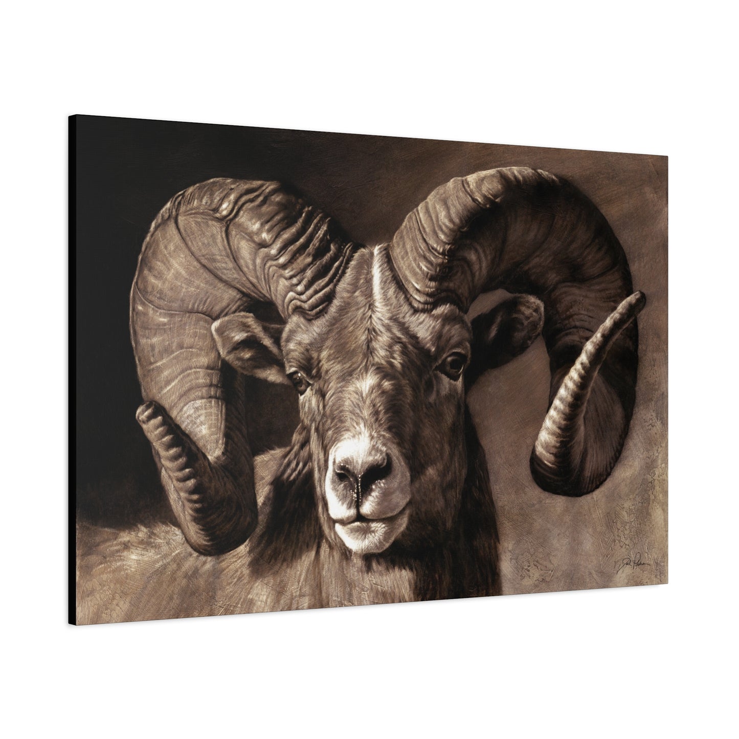 "Full Curl" Stretched Canvas