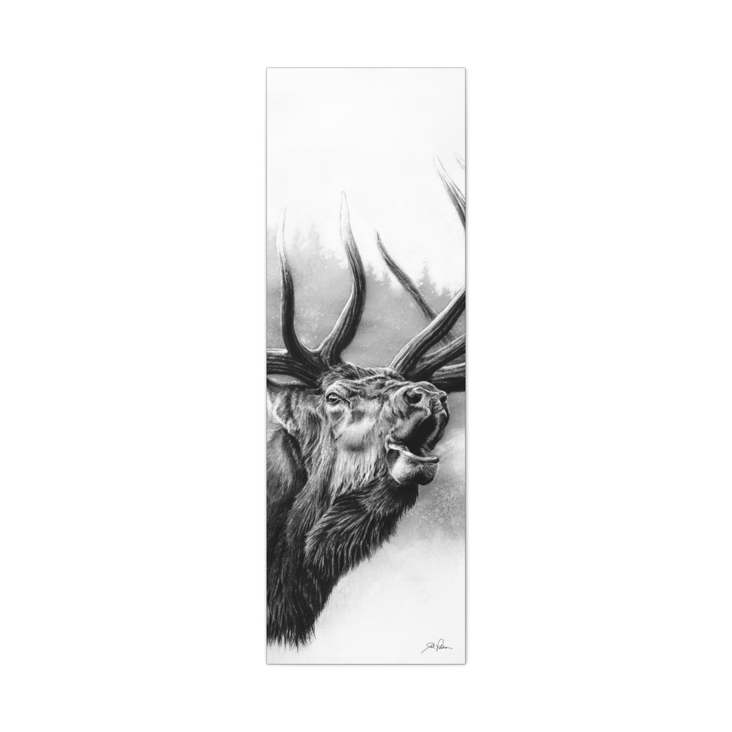 "Rocky Mountain King" Stretched Canvas