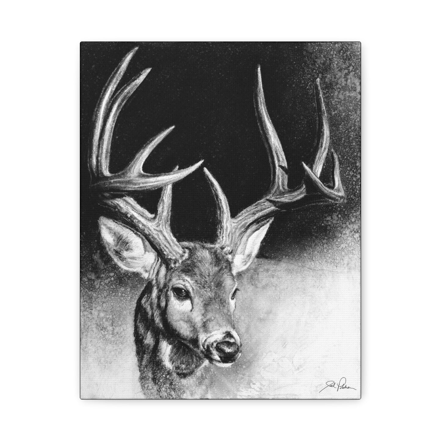 "Whitetail Buck" Stretched Canvas
