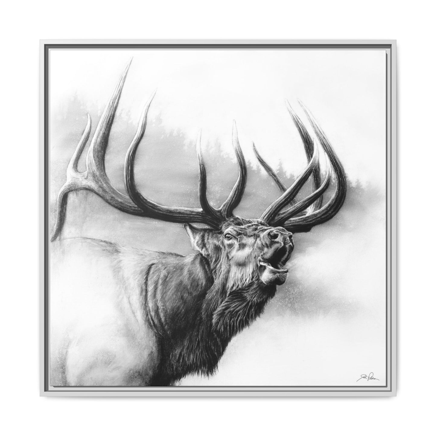 "Rocky Mountain King" Framed Canvas