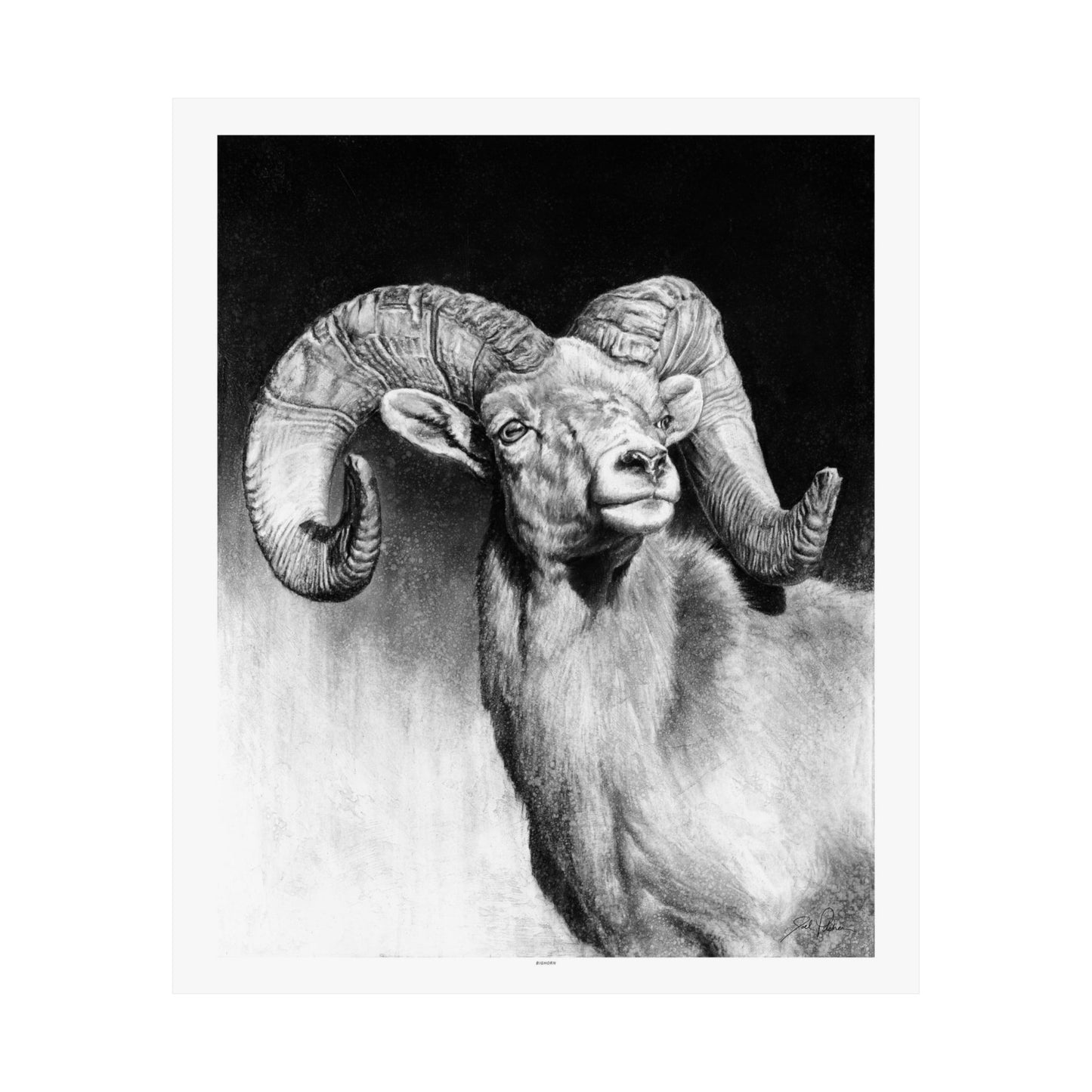 "Bighorn" Premium Matte Paper Print.