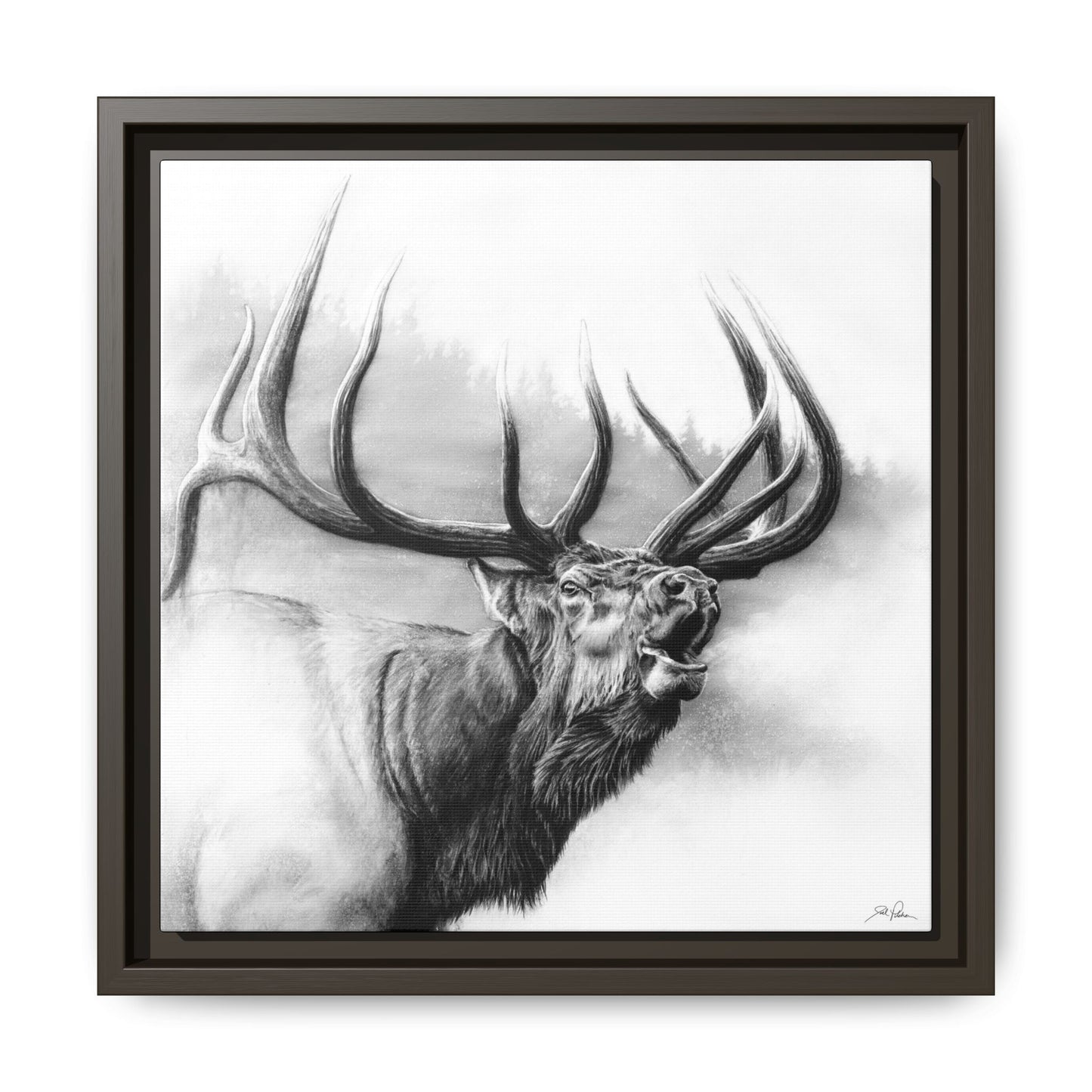 "Rocky Mountain King" Framed Canvas