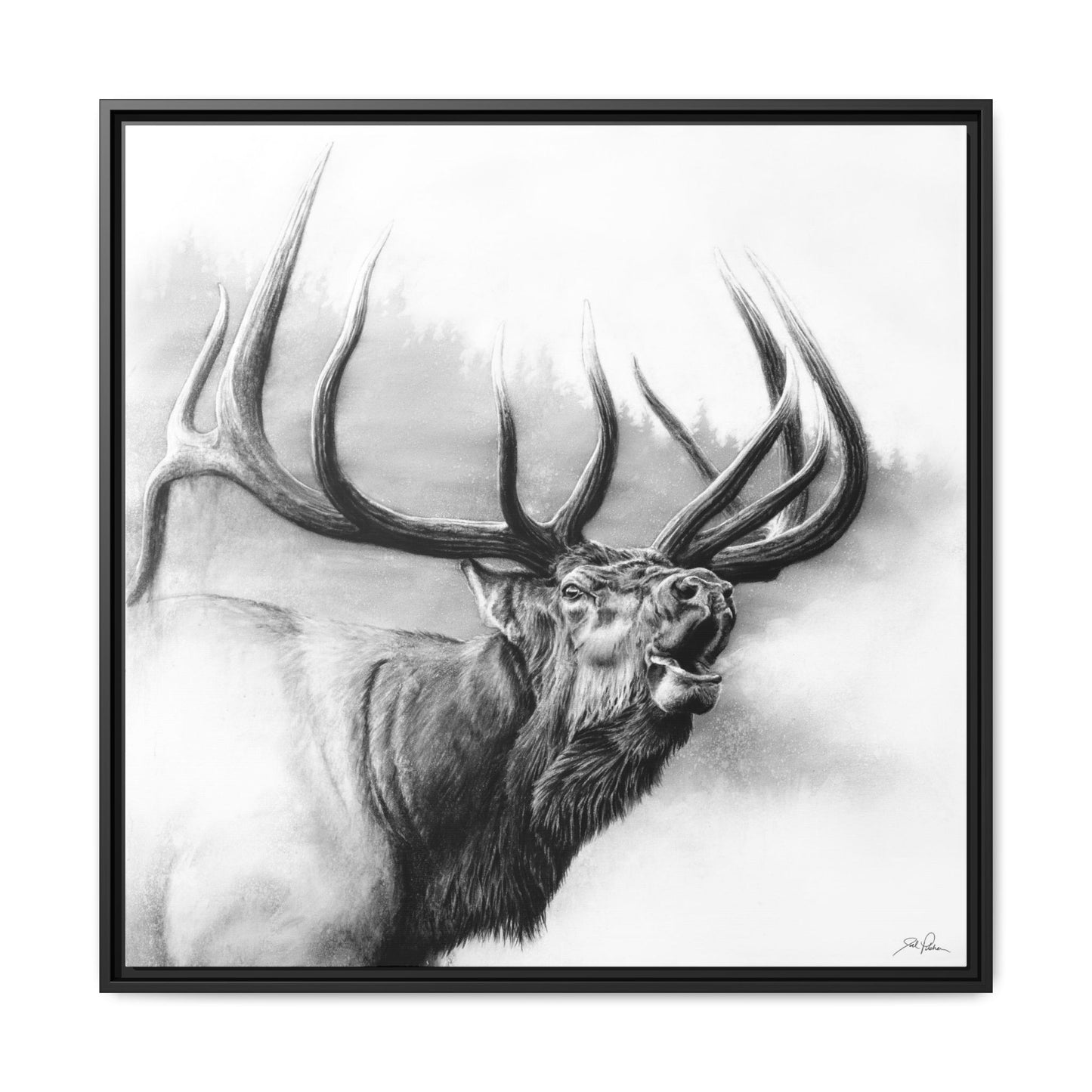 "Rocky Mountain King" Framed Canvas