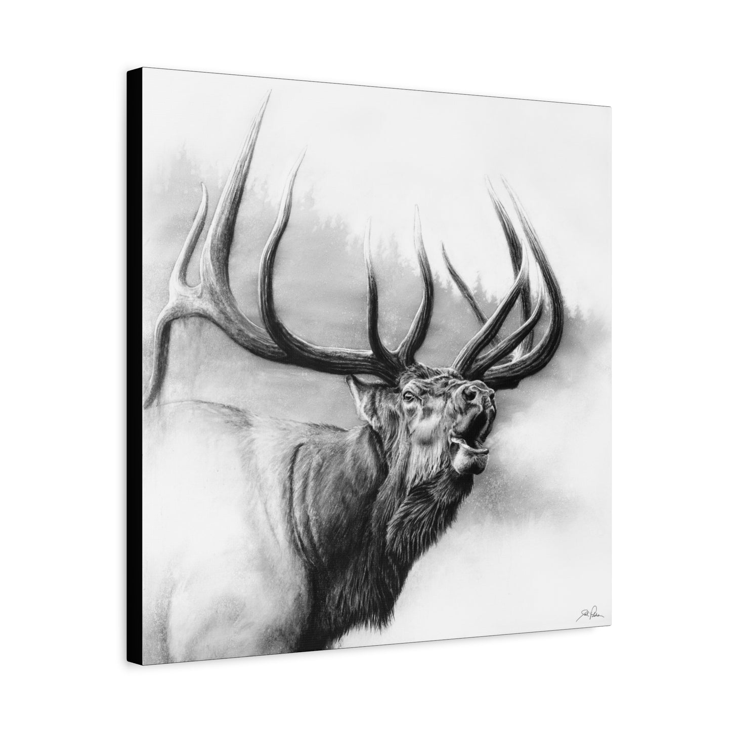 "Rocky Mountain King" Stretched Canvas