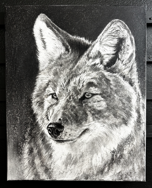Coyote II Original