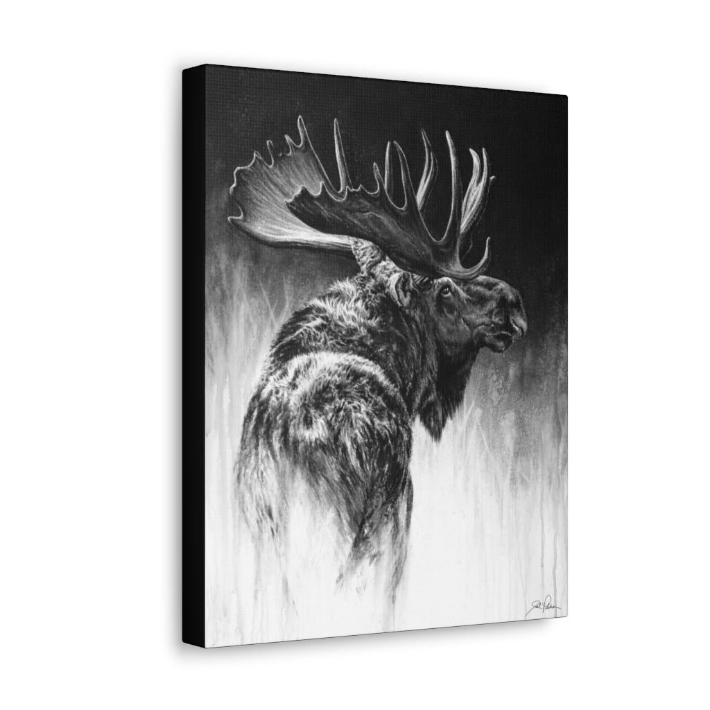 "Bull Moose" Gallery Wrapped Canvas