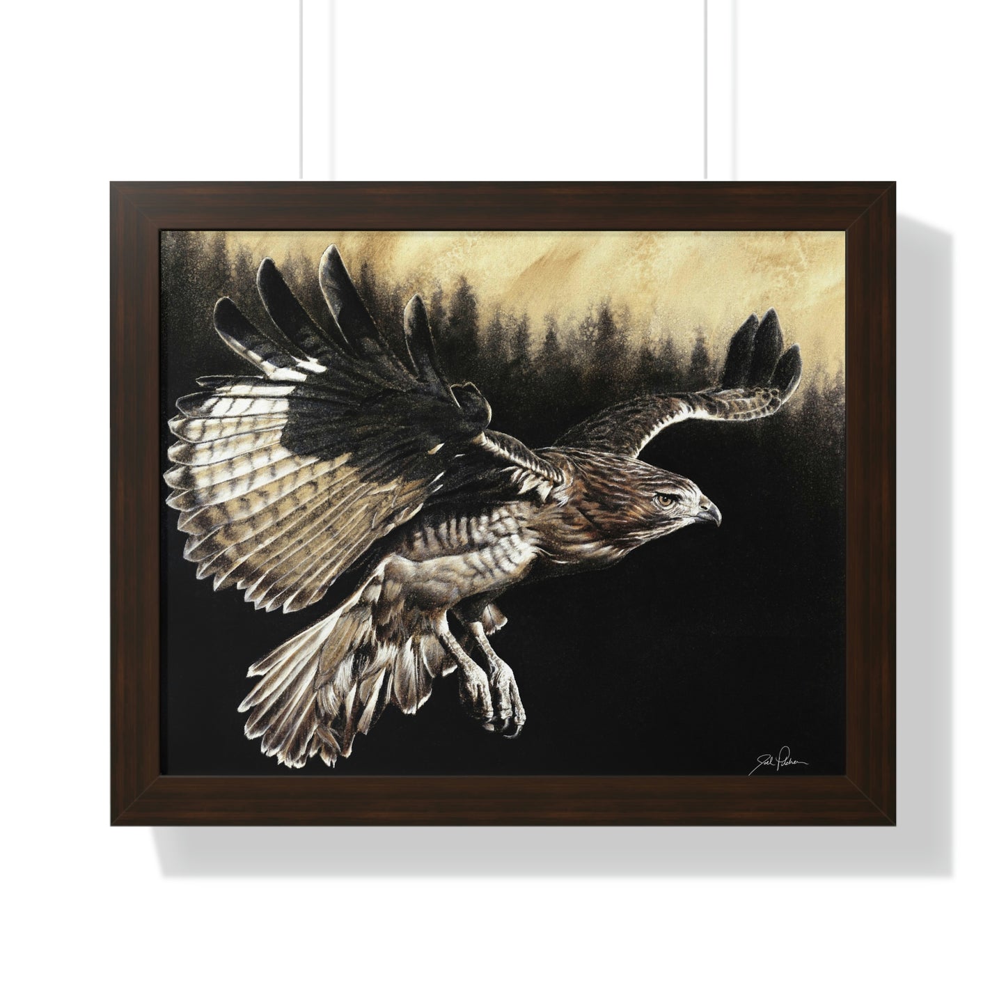 "Red Tailed Hawk" Framed Paper Print