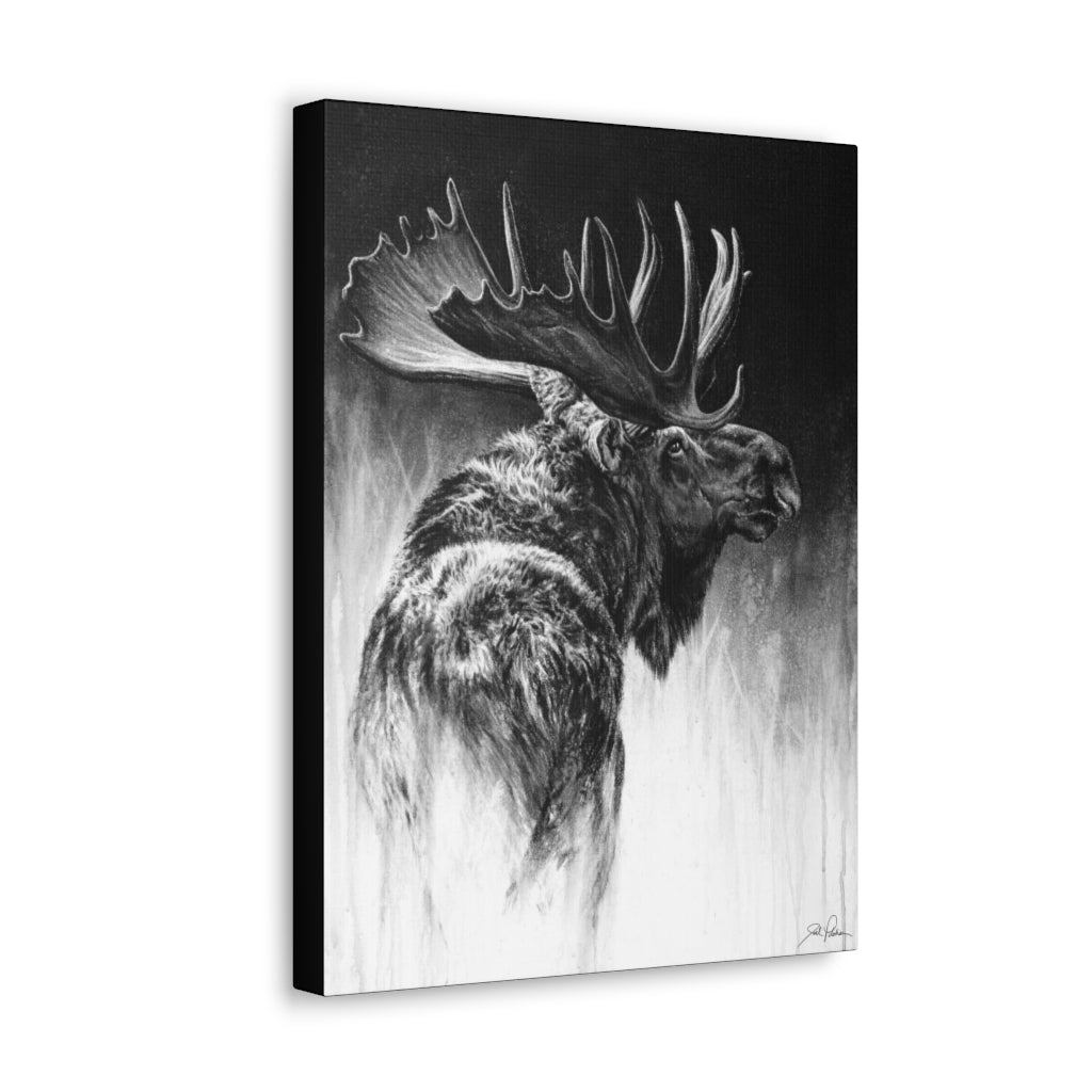 "Bull Moose" Gallery Wrapped Canvas