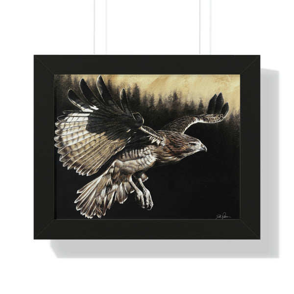"Red Tailed Hawk" Framed Paper Print