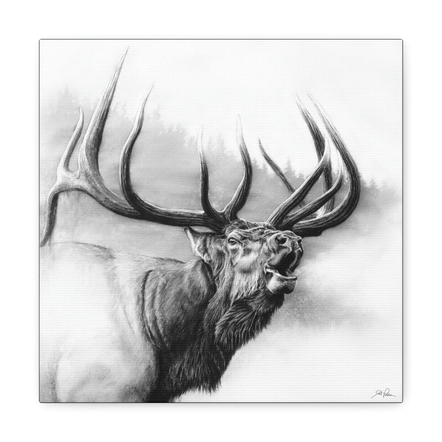 "Rocky Mountain King" Gallery Wrapped Canvas