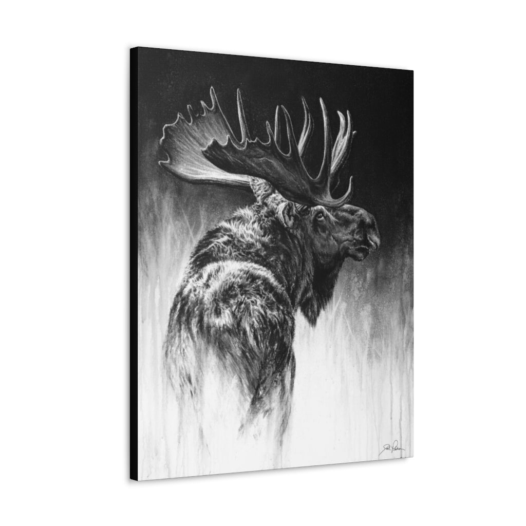 "Bull Moose" Gallery Wrapped Canvas