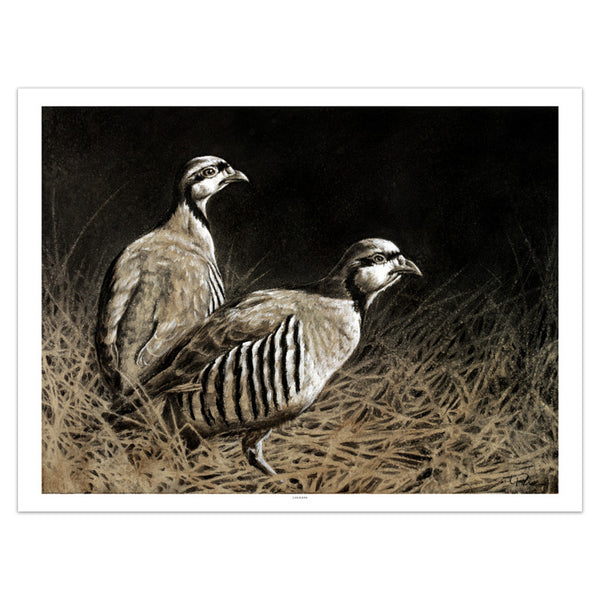 "Chukars" Print