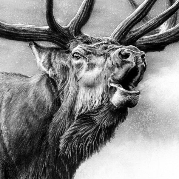 "Rocky Mountain King" Print