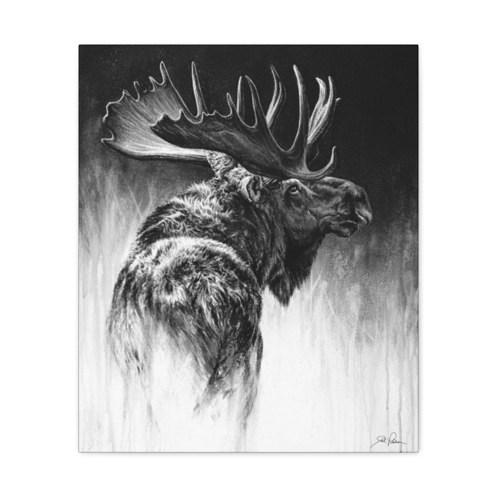 "Bull Moose" Gallery Wrapped Canvas