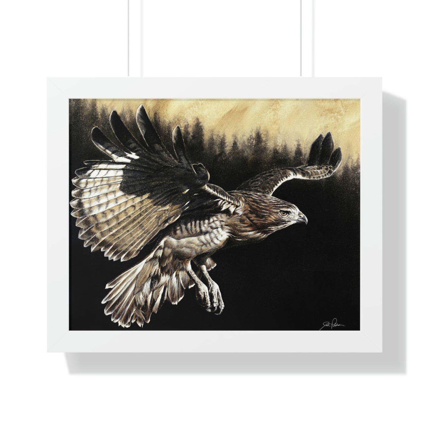 "Red Tailed Hawk" Framed Paper Print