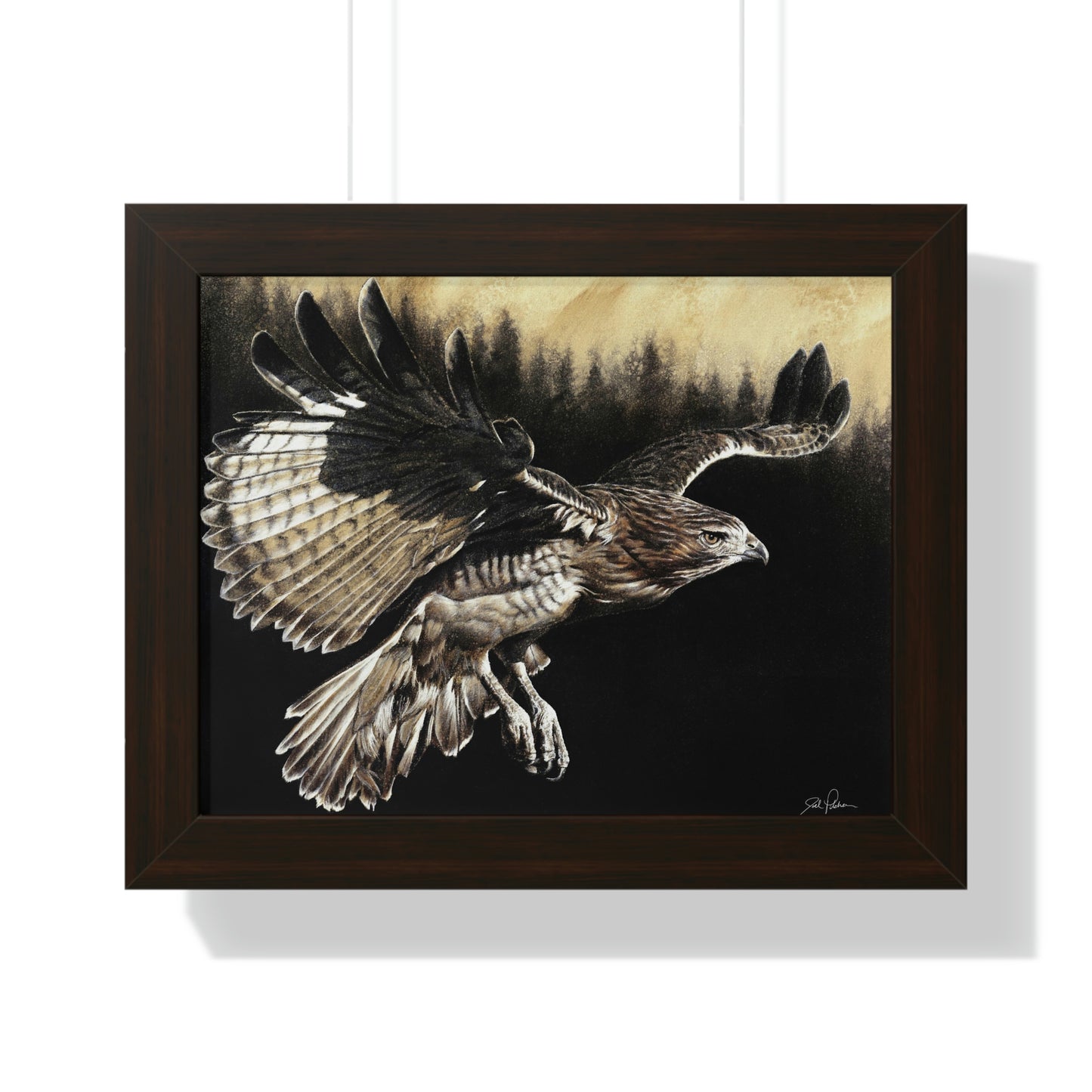 "Red Tailed Hawk" Framed Paper Print