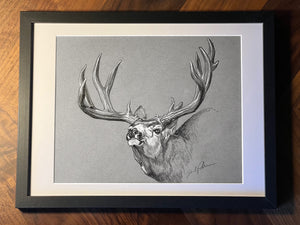 Original Mule Deer Sketch II